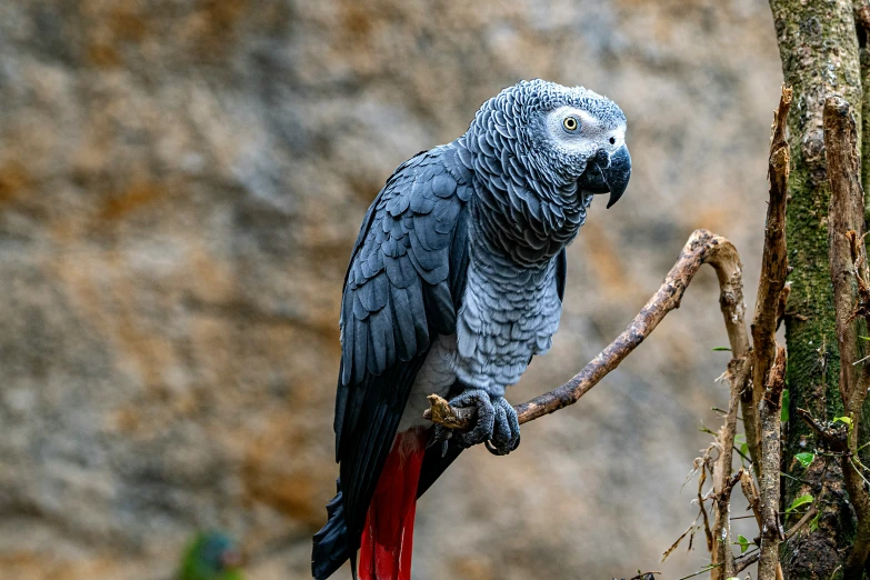 a gray parrot sitting on top of a red nch