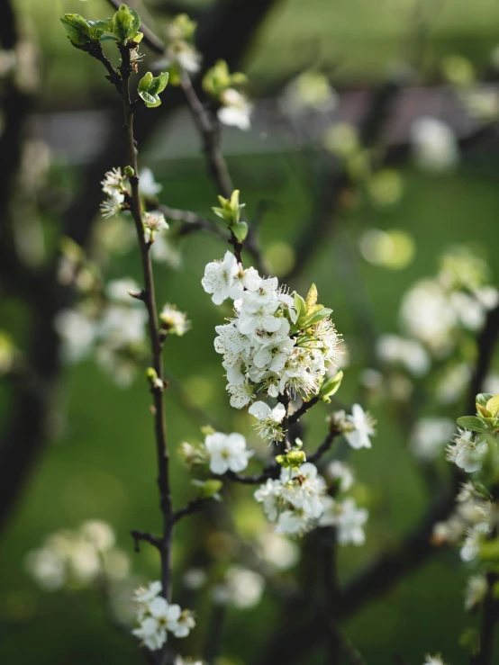 the nches of the blossoms are almost unfurnished