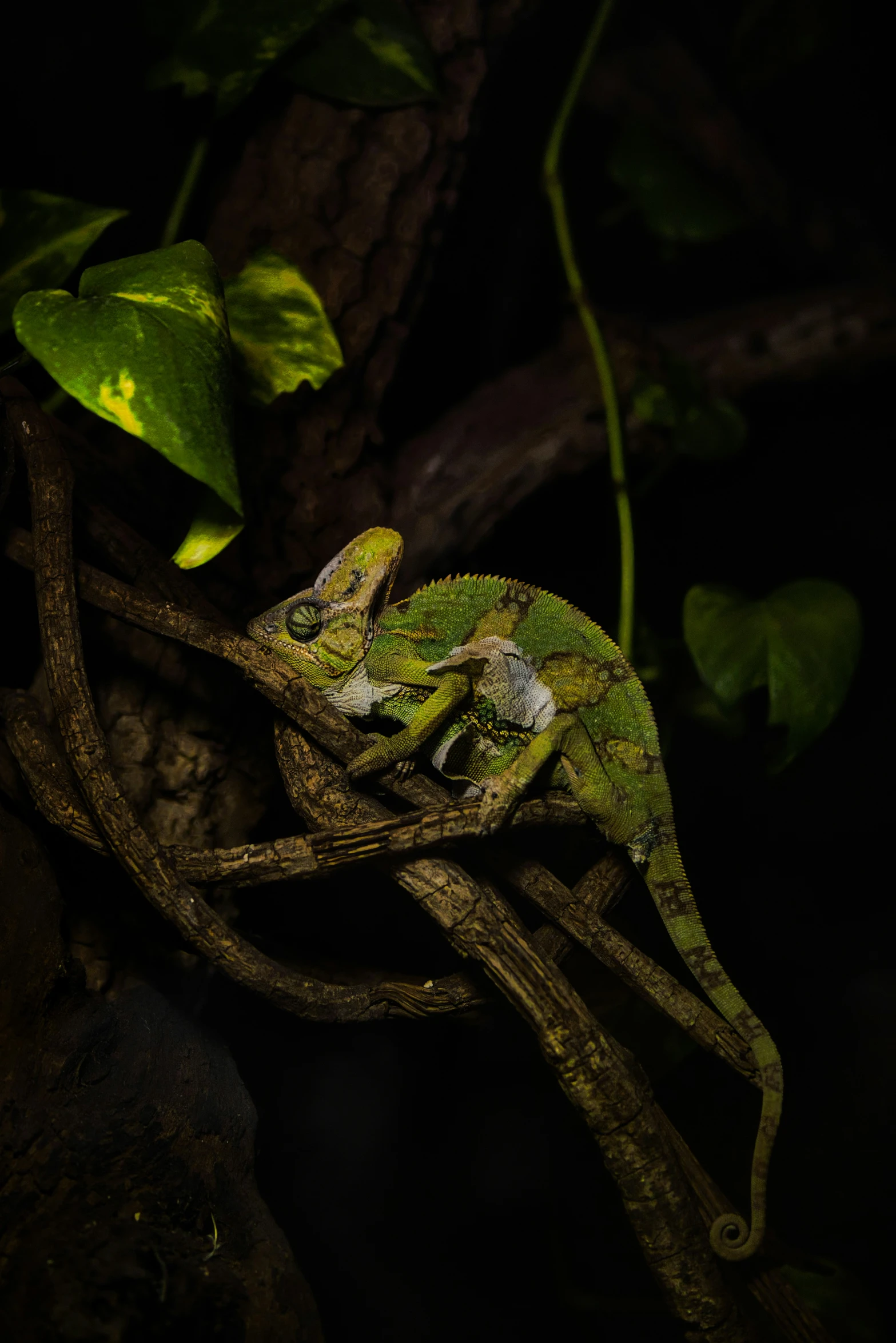 a green lizard sits on top of a nch