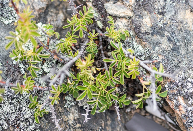 a very close up picture of some small green plants on the side of a rock