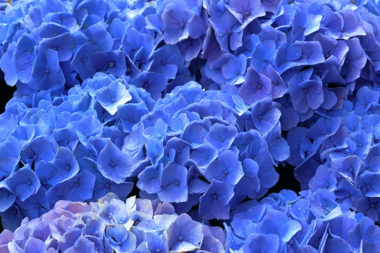 a close up s of blue flowers with purple petals