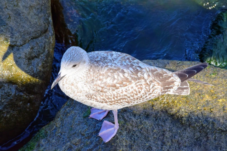 a seagull standing on top of rocks with water flowing past