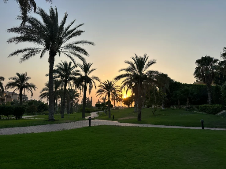 a park with palm trees and the sun setting behind them