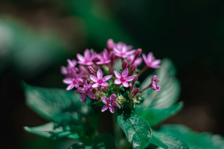 a small group of pink flowers with green leaves