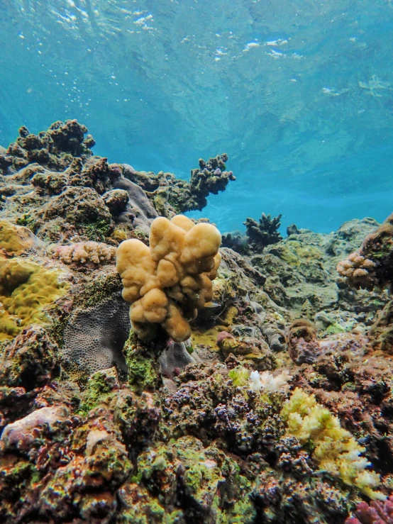 an underwater po shows corals and algae on the sea