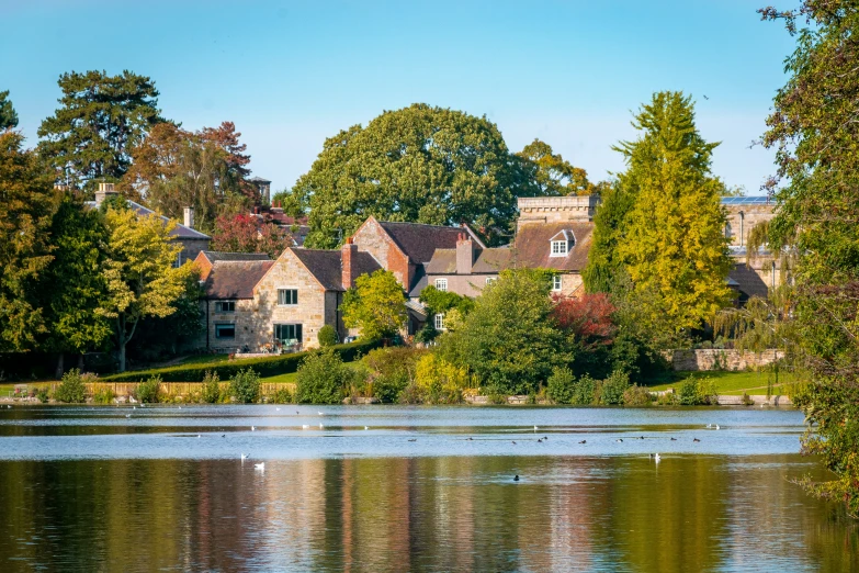 a lake is full of birds and trees