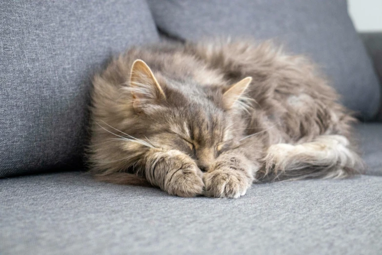 a small cat that is laying down on a couch