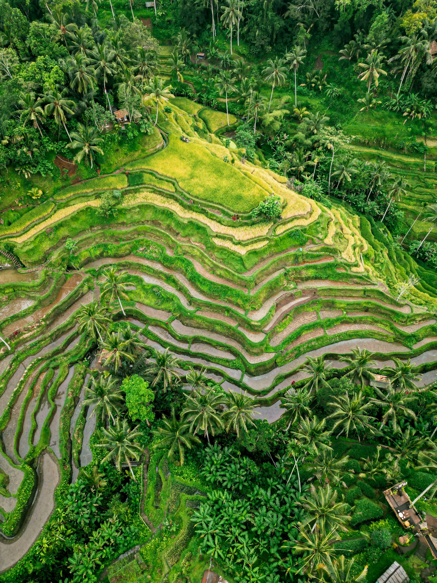 aerial view of rice terraces in the middle of a forest