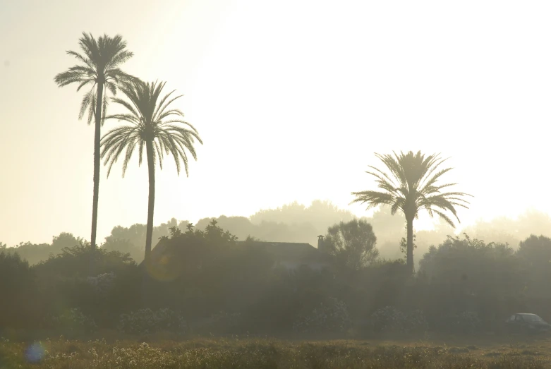 a bunch of palm trees near a field