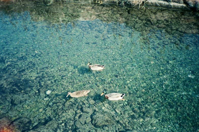 ducks swimming on blue water near an old boat