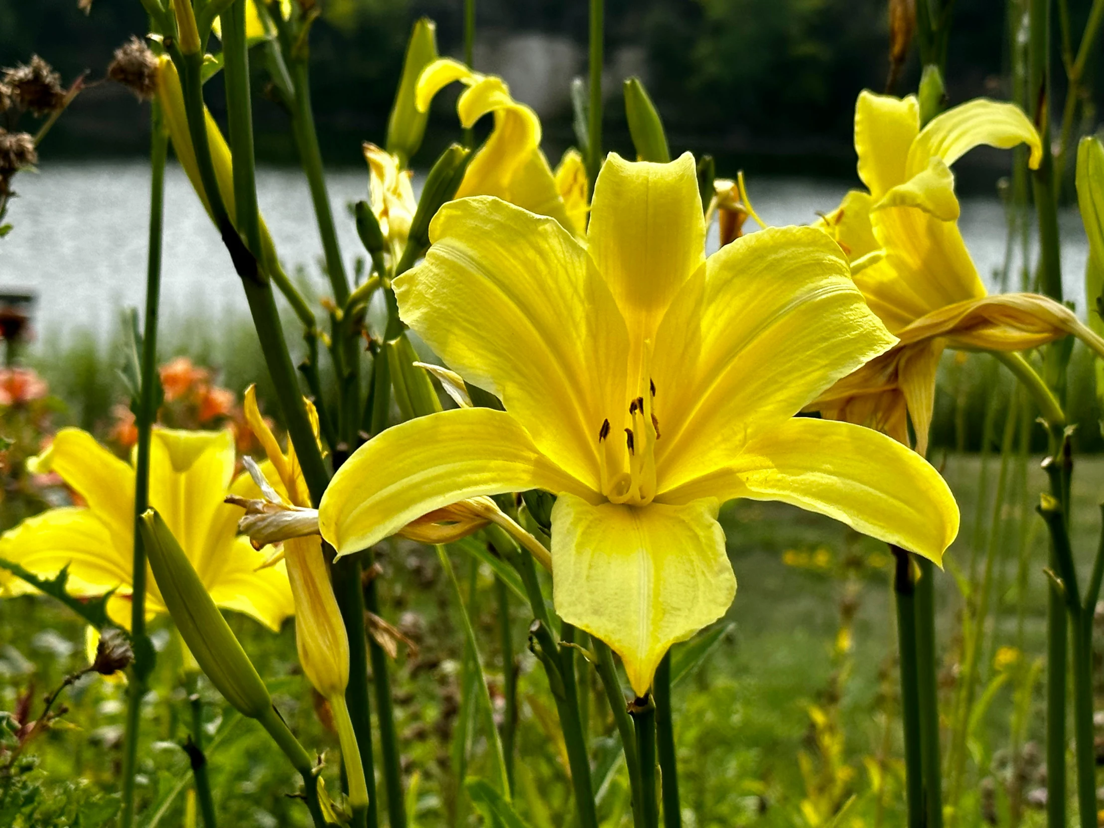 the yellow flowers are blooming next to each other