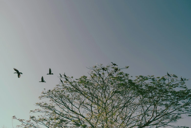 several birds are in the air above a bare tree