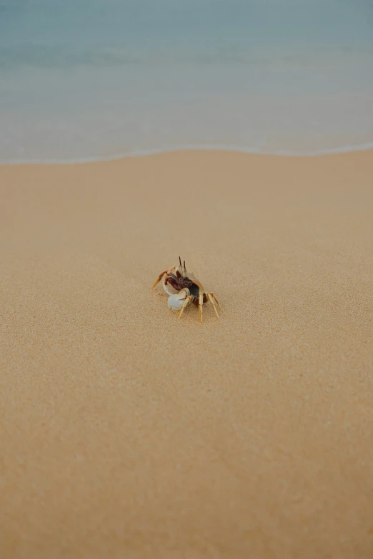 an animal is running around the beach