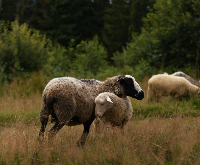 a couple of sheep walking across a field