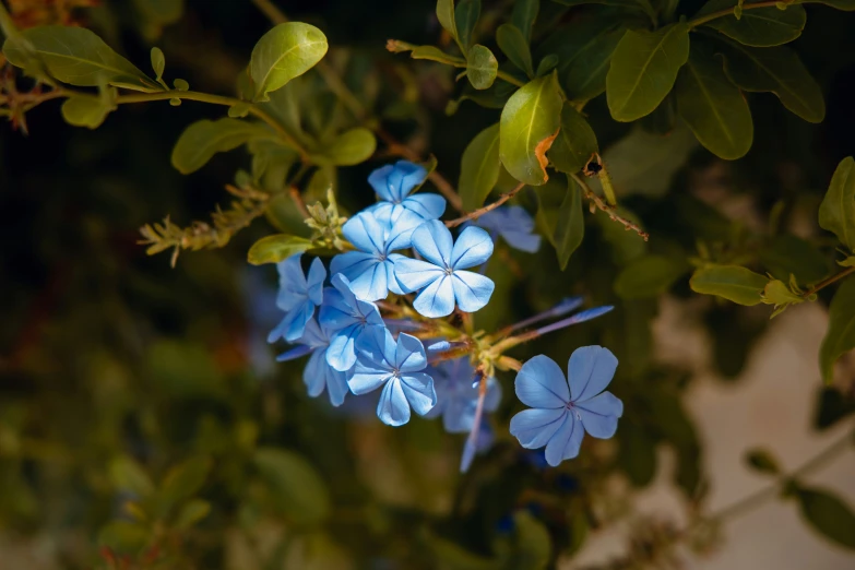 a bunch of blue flowers on top of green leaves