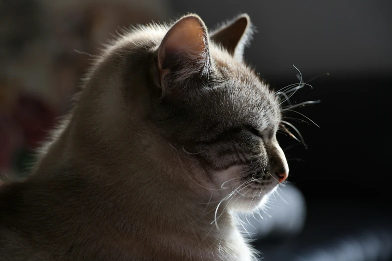 a siamese cat is sleeping and looking at soing