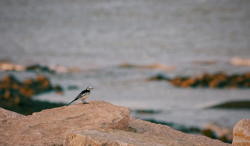 a bird sitting on some rocks near the water