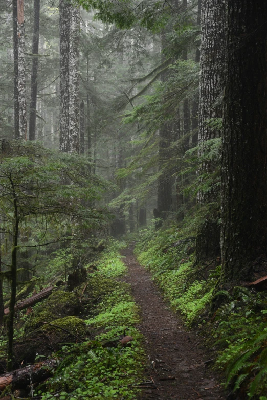 a path in the middle of a dense green forest