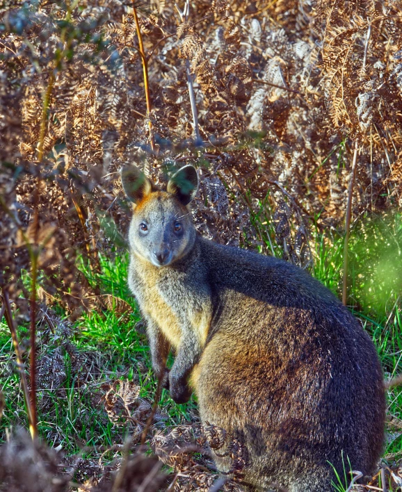 a close up of an animal in a field of grass