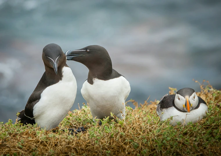 two small birds sitting together in a grassy area