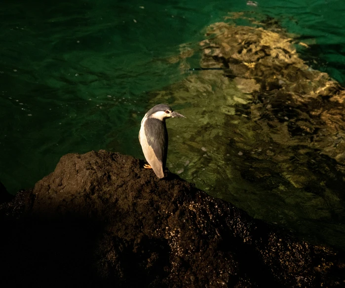 an image of a bird looking out on the water