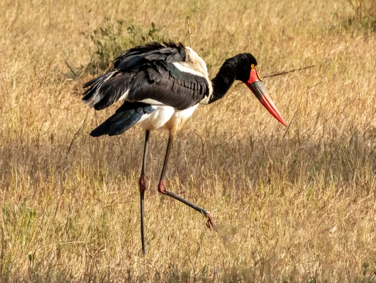 a large bird with an orange neck and black legs