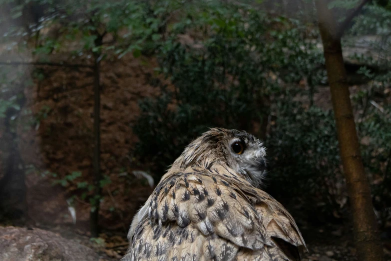 a long - eared owl looking around in the dark