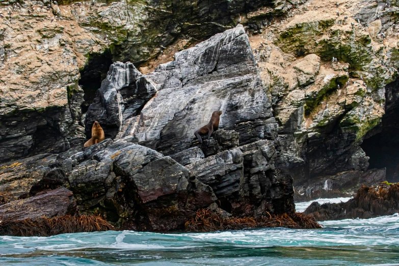 a bear is sitting on a large boulder in the ocean