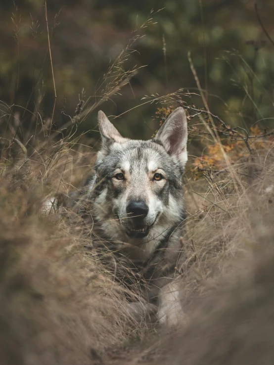 the wolf looks at the camera and can not notice what's coming around him