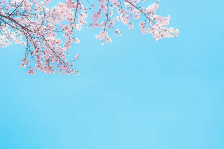 an up close s of flowers in bloom against a blue background