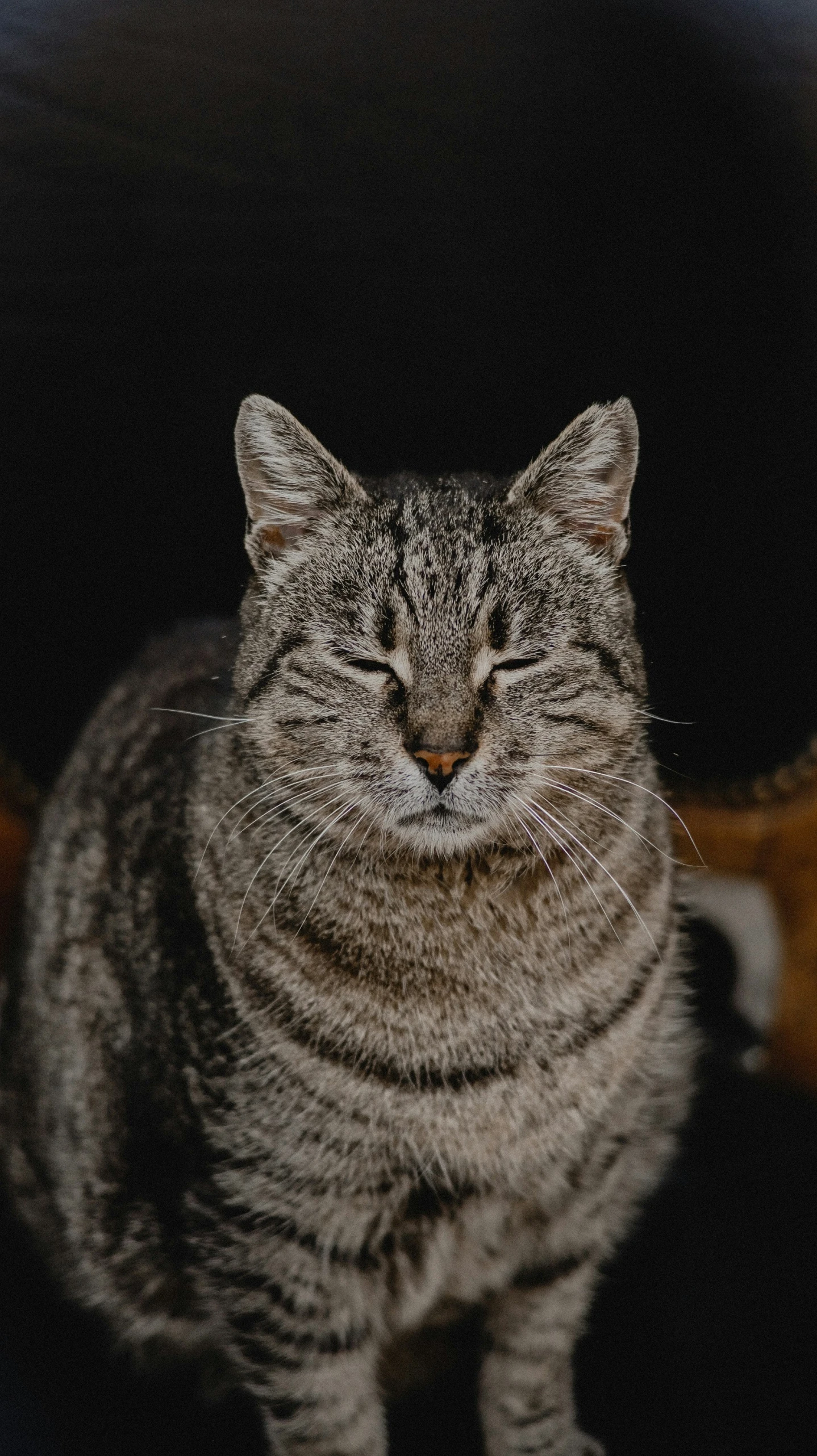 a close up image of a cat with its eyes closed