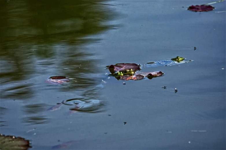 an image of some leaves and water surface