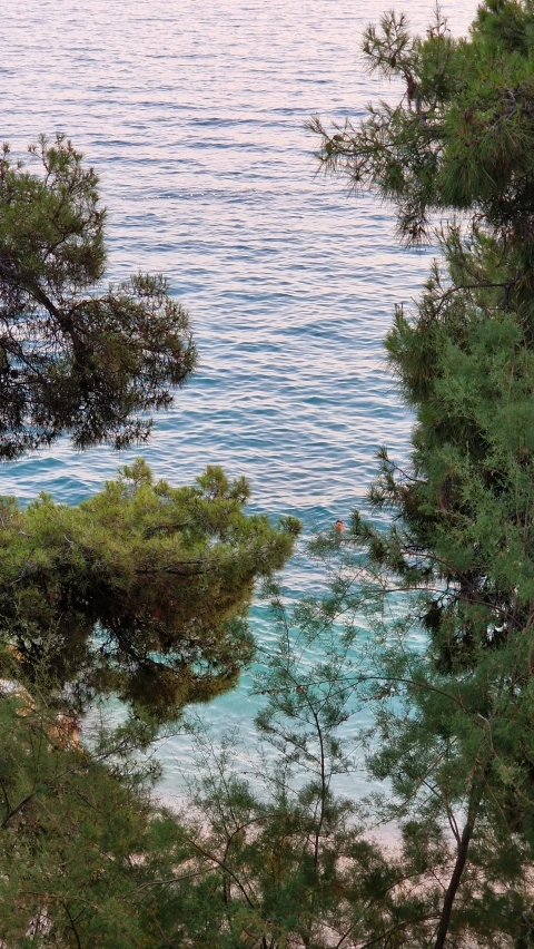 some trees water rocks and a body of water