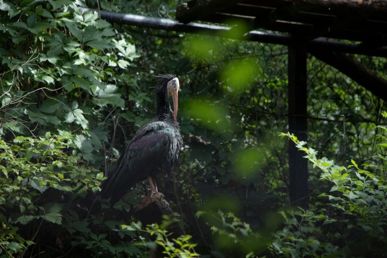 the bird is in a dense forest surrounded by trees