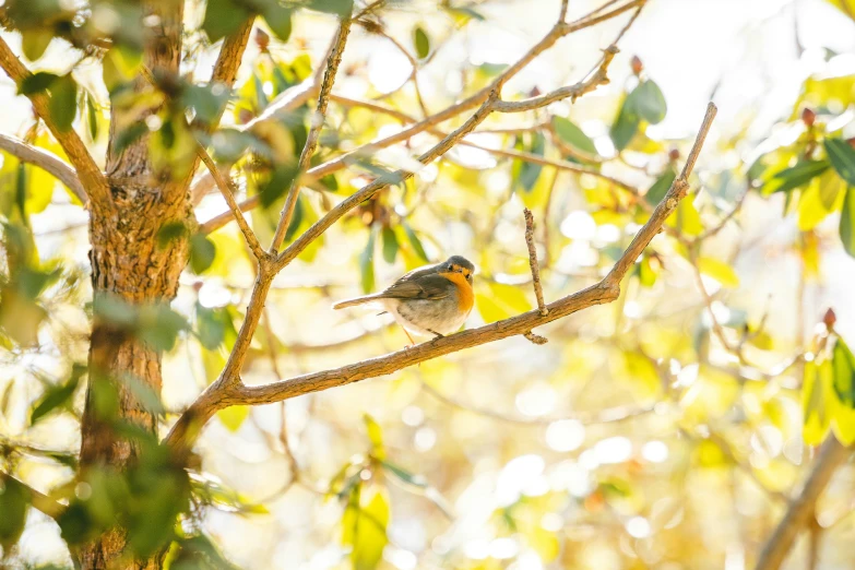 a small bird perched on a tree nch