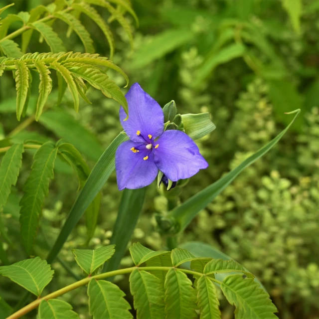a small purple flower near some leaves