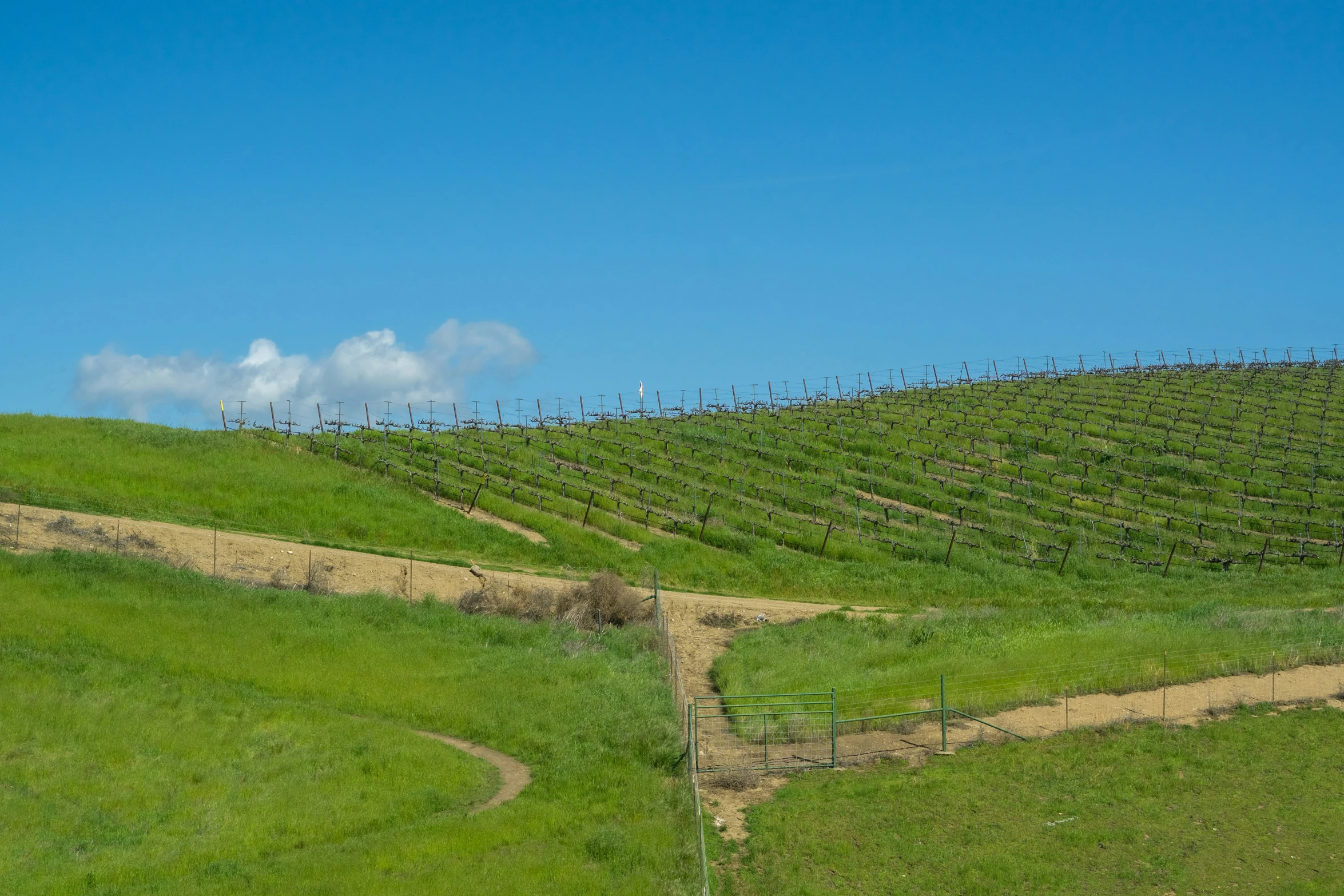 the vineyard area at a winery near san francisco