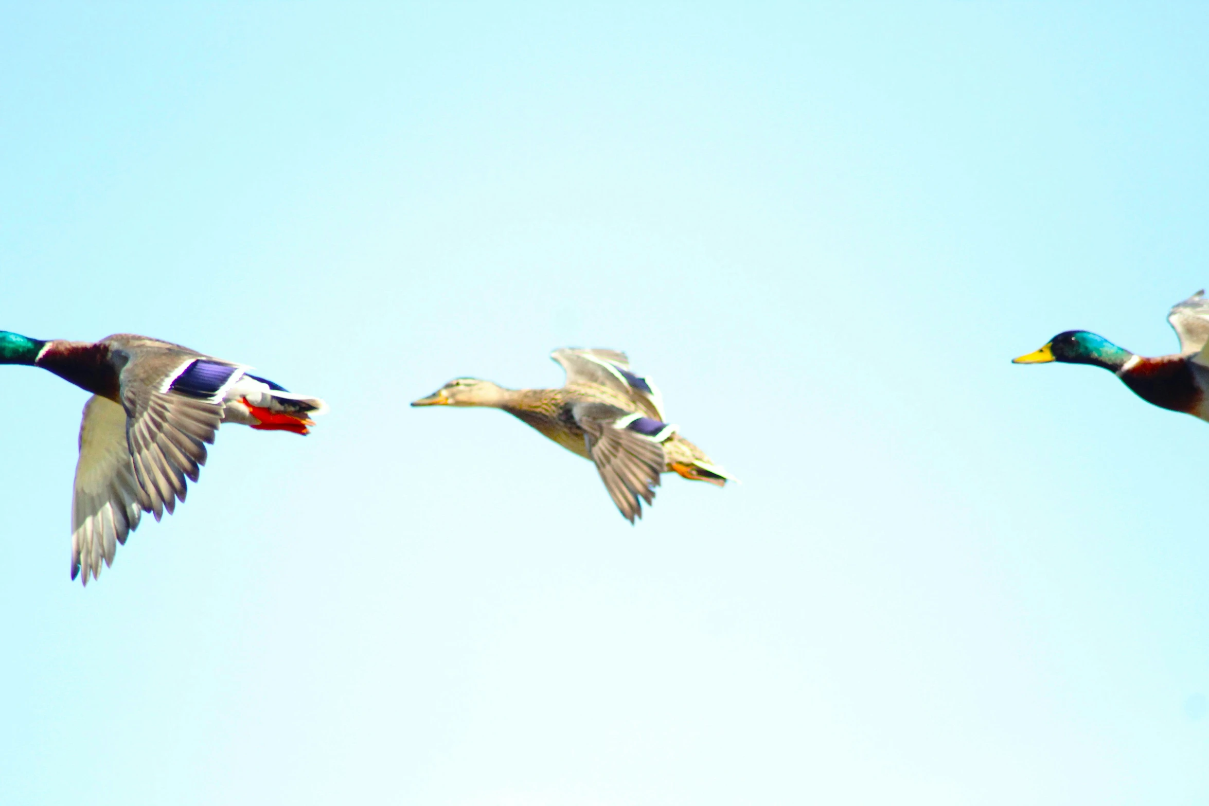 two mallard birds flying high up in the air