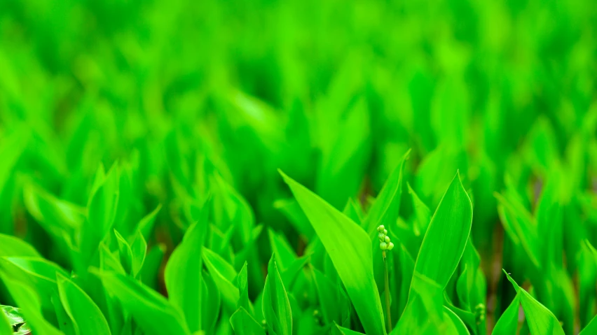 close up of fresh green grass with small tiny white flowers