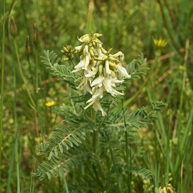 a green plant with lots of white flowers in a field