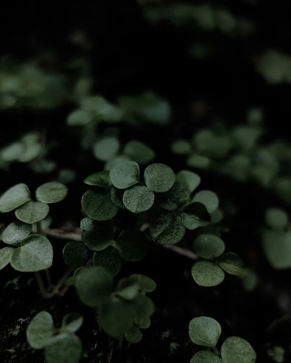 small green plants growing out of a patch of moss