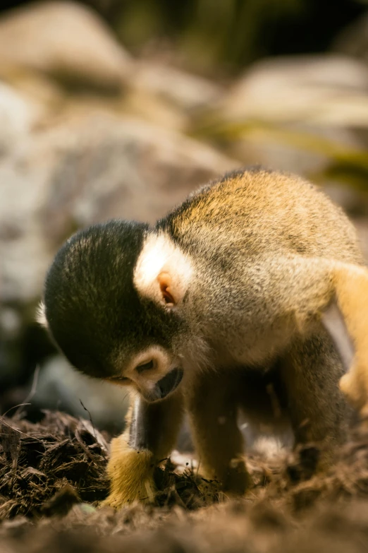 a baby monkey standing on top of dirt