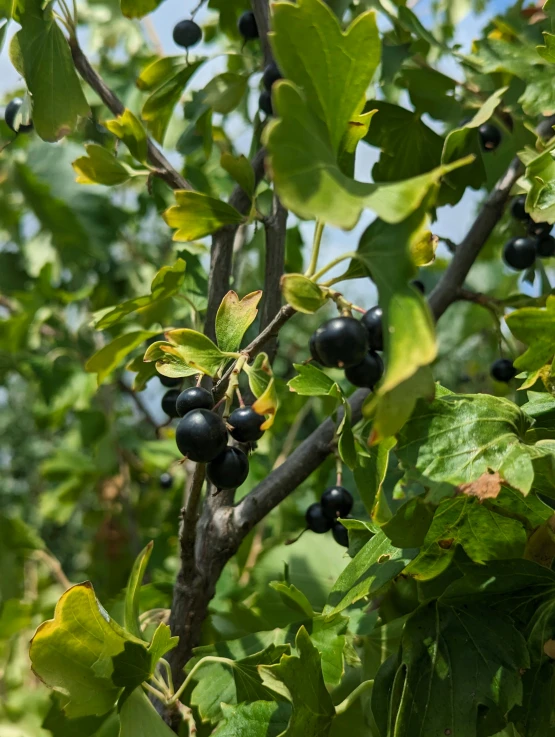 blueberry berries growing on the nches of a tree