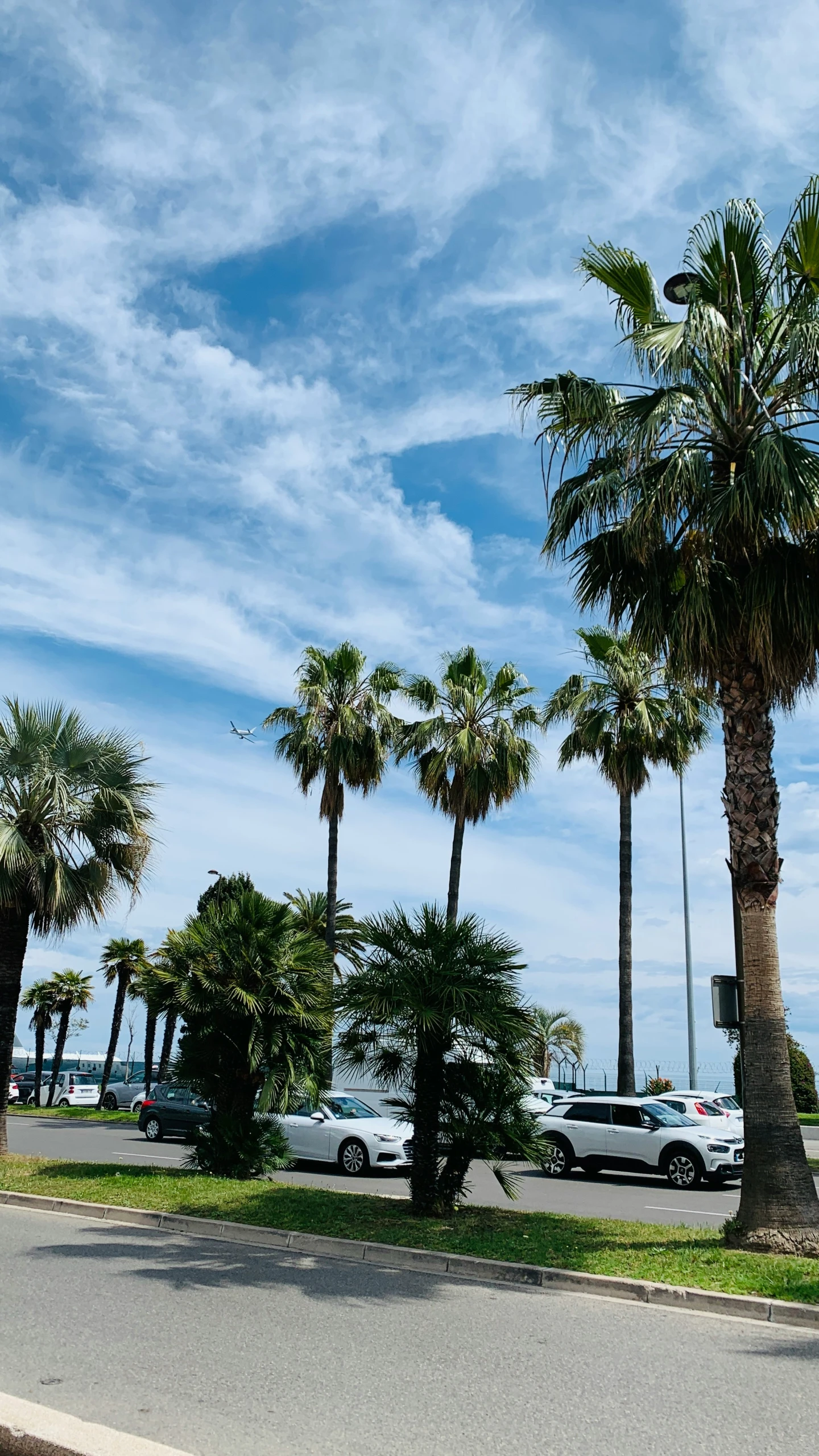 cars are parked in front of some palm trees