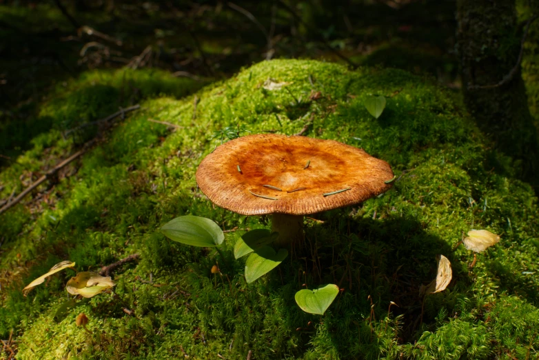 a very small yellow mushroom on the side of the road