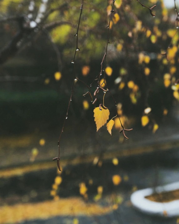 the leaves of some trees are changing colors