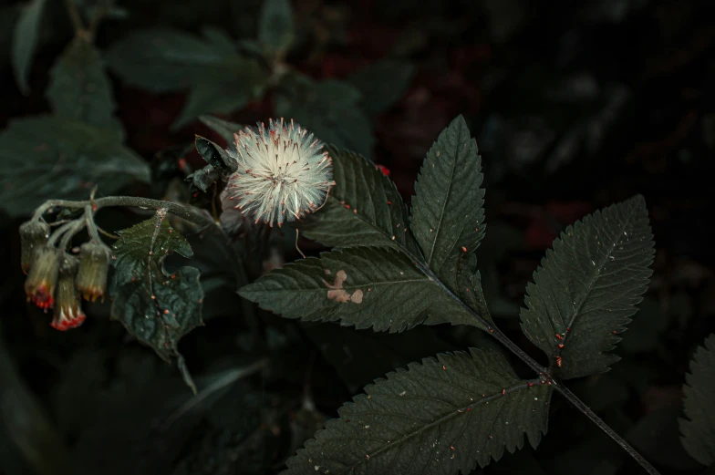 a small white flower on the green leaf