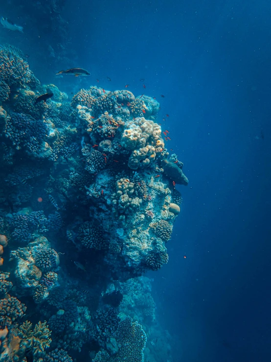 a view from underwater looking up at a coral reef