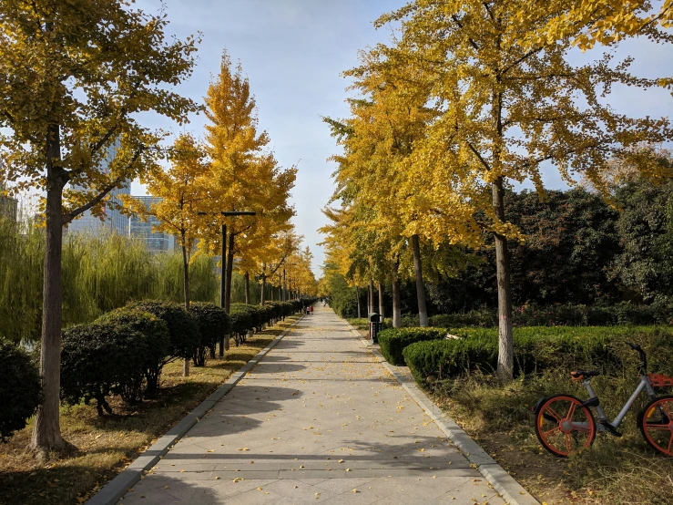 an empty sidewalk surrounded by yellow trees