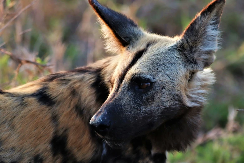 the black and gray hyena is outside in the grass